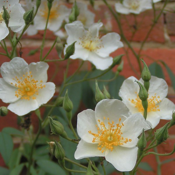 Wickwar - White Rambling Rose