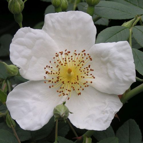 Wickwar - White Rambling Rose