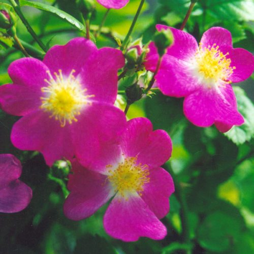 William Tyndale - Rambling Rose
