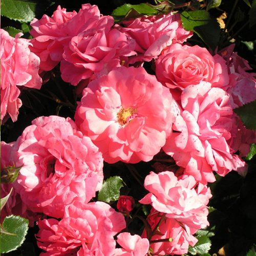 Wiltshire - Pink Ground Cover Rose