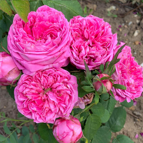 Yolande d'Aragon is a pink Hybrid Perpetual Rose