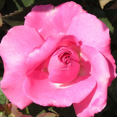 Zepherine Drouhin - Pink Climbing Rose