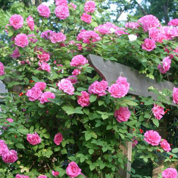 Zepherine Drouhin - Pink Climbing Rose