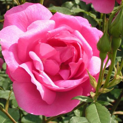 Adam Messerich - Pink Bourbon Rose