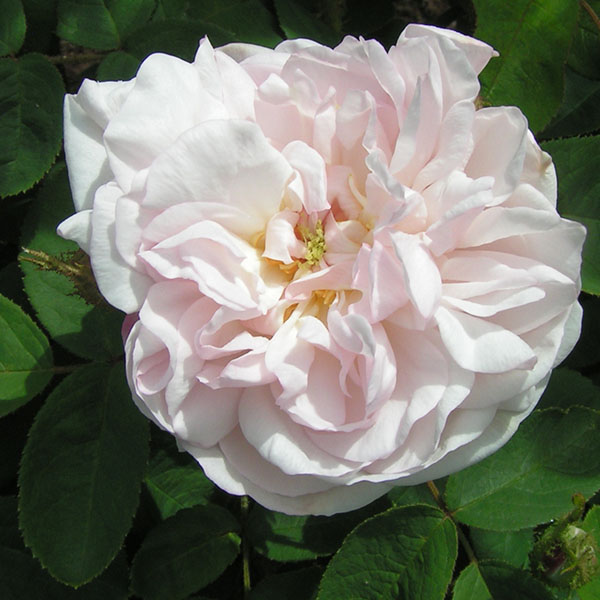 Alfred de Dalmas aka Mousseline- Pink Moss Rose