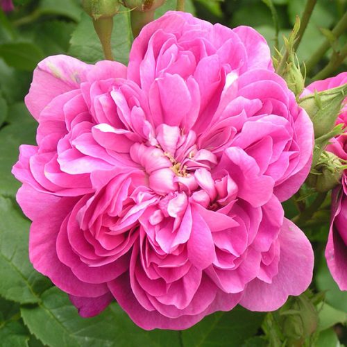 Amanda Paternotte - Pink Damask Rose