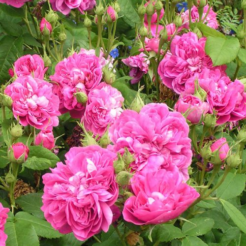 Amanda Paternotte - Pink Damask Rose