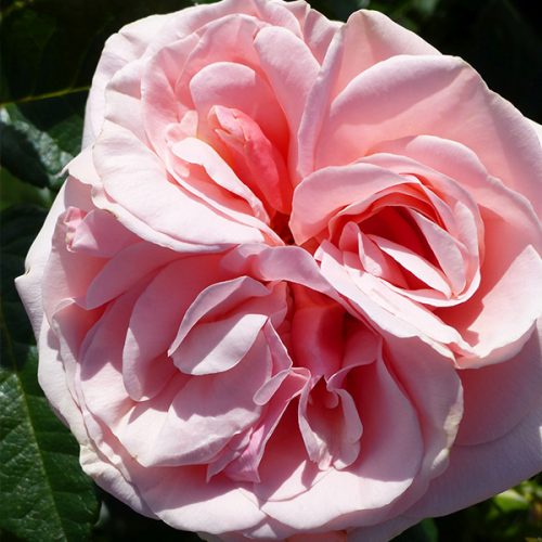 Aphrodite - Pink Nostalgic Rose