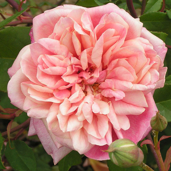 Archiduc Joseph - Pink Rose