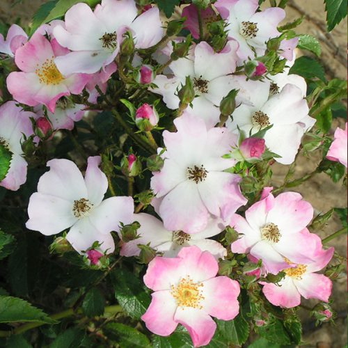 Ballerina - Pink Shrub Rose
