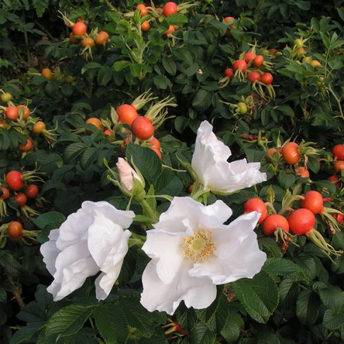 Rugosa alba with red hips