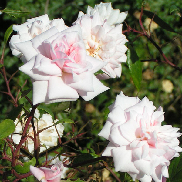 Bloomfield Abundance - Pink China Rose