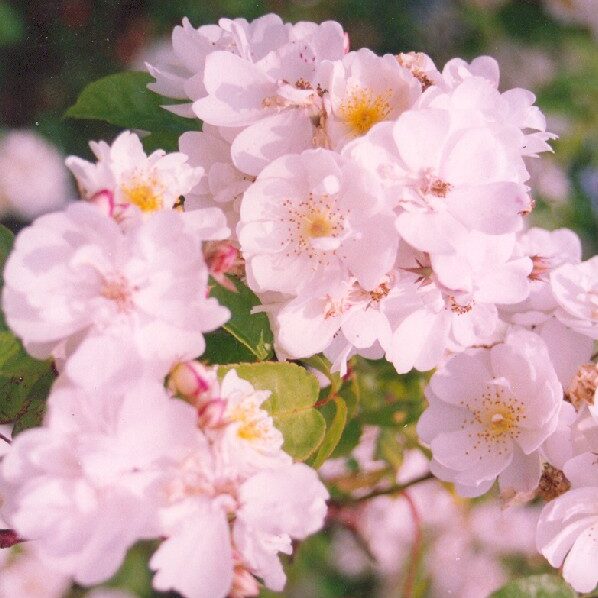 Bobbie James a white rambling rose