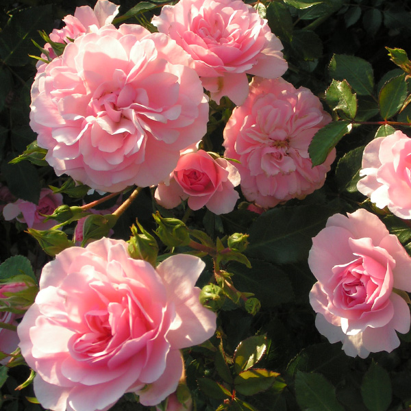 Bonica - Pink Shrub Rose