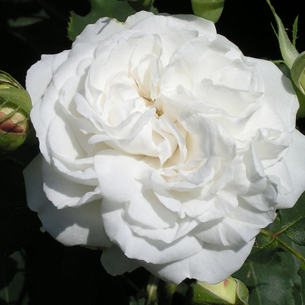Boule de Neige - White Bourbon Rose