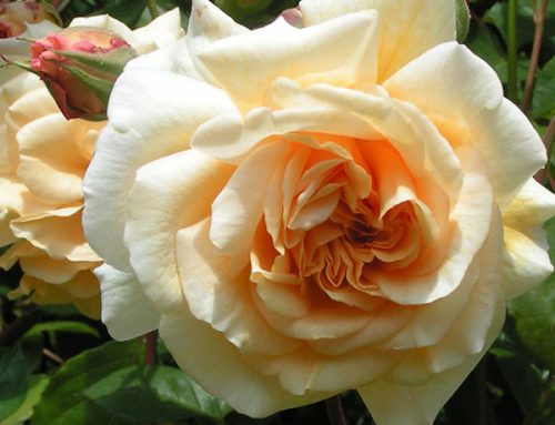 Joseph Pemberton Hybrid Musks