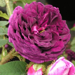 Captaine John Ingram - Purple Moss Rose