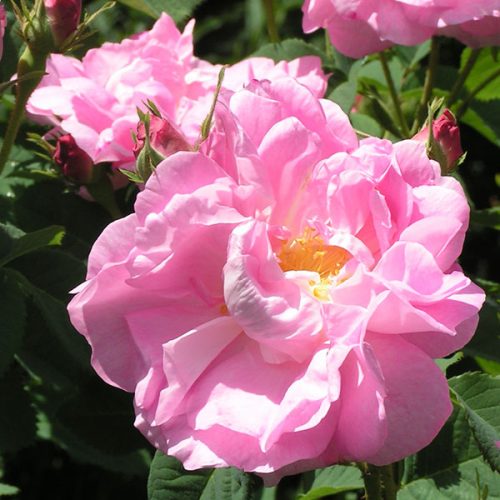 Celsiana - Pink Damask Rose
