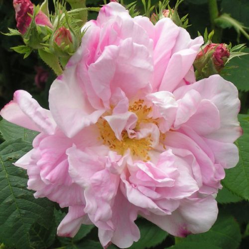 Celsiana - Pink Damask Rose