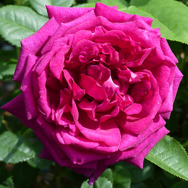 Chianti - Pink Shrub Rose