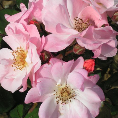 Clair Matin - Pink Shrub Rose