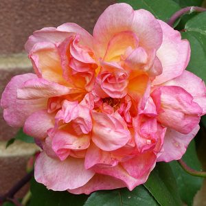 Clementina Carbonieri - Pink Tea Rose