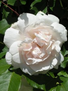 Mme Alfred Carriere - Cream Climbing Rose