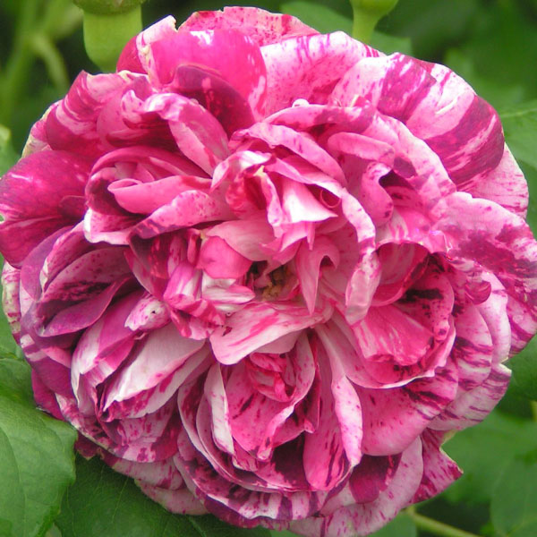 Commandant Beaurepaire - Striped Bourbon Rose