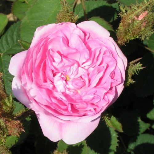 Common Moss a.k.a Old Pink Moss - Pink Moss Rose