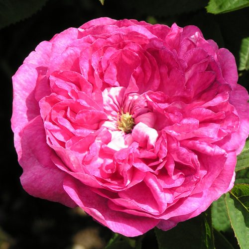 Duchesse de Buccleugh - Pink Gallica Rose