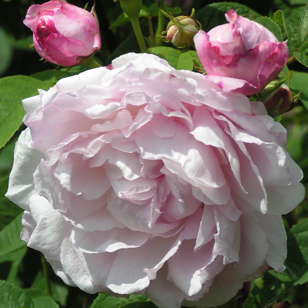 Duchesse D'angouleme - Pink Gallica Rose
