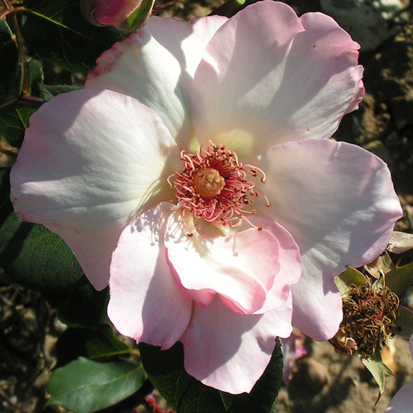 Ellen Willmot - Pink Rose