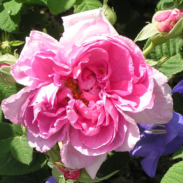 Empress Josephine - Pink Gallica Rose