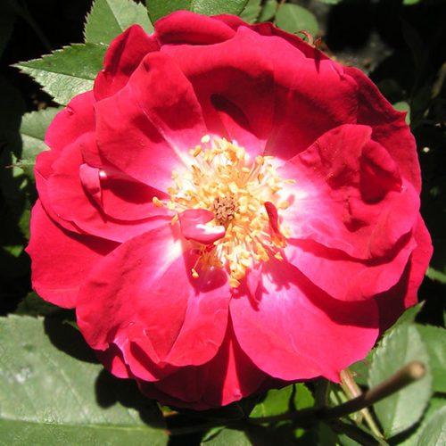Fabvier - Red China Rose