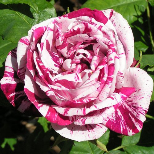 Ferdinand Pichard - Striped Hybrid Perpetual