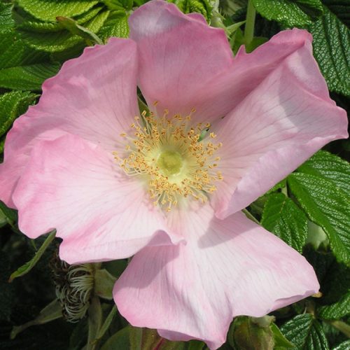 Frau Dagmar Hastrup - Pink Rugosa Rose