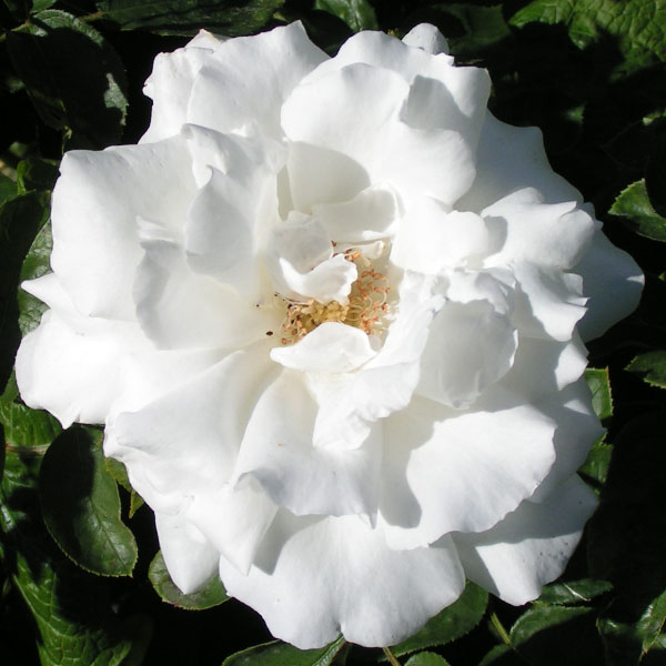 Frau Karl Drushki - White Hybrid Perpetual Rose