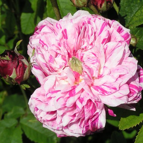 George Vibert - Striped Gallica Rose
