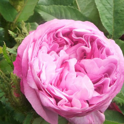 Glorie des Mousseux - Pink Moss Rose