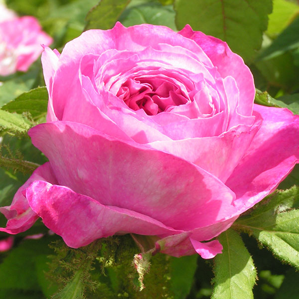 Glorie des Mousseux - Pink Moss Rose