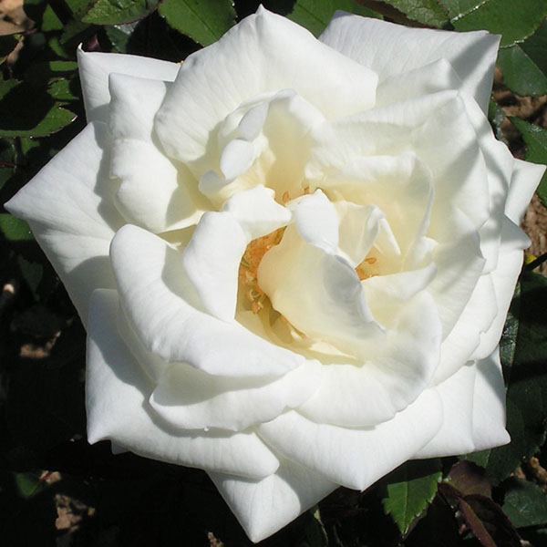 Gloire Lyonnaise - White Hybrid Perpetual Rose