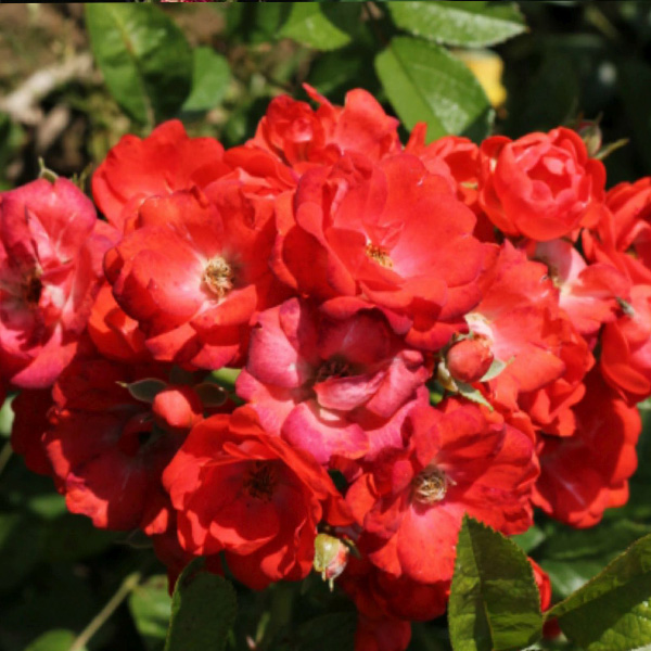 Gloria Mundi - Red Polyantha Rose