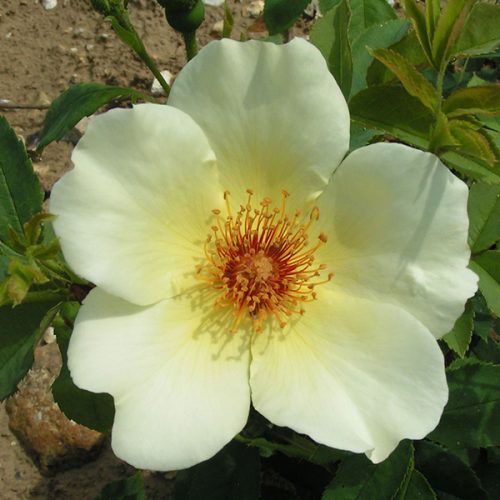 Golden Wings - Yellow Shrub Rose