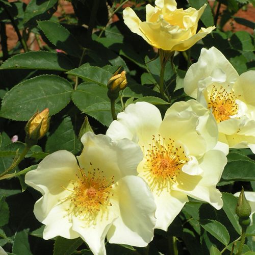 Golden Wings - Yellow Shrub Rose