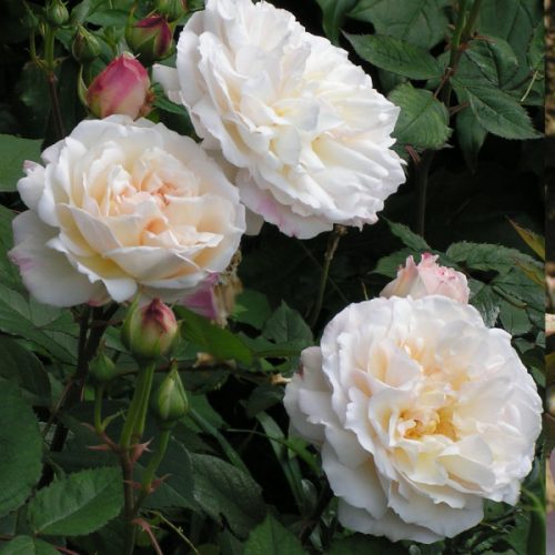 Gruss an Aachen - Tea Rose