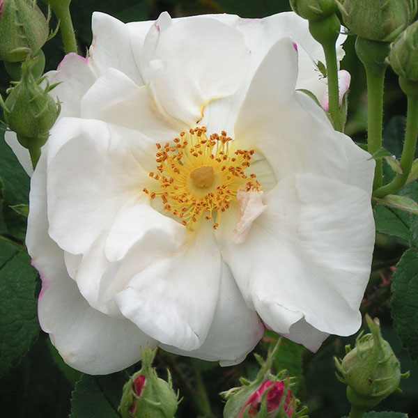 Hebe's Lip - White damask rose