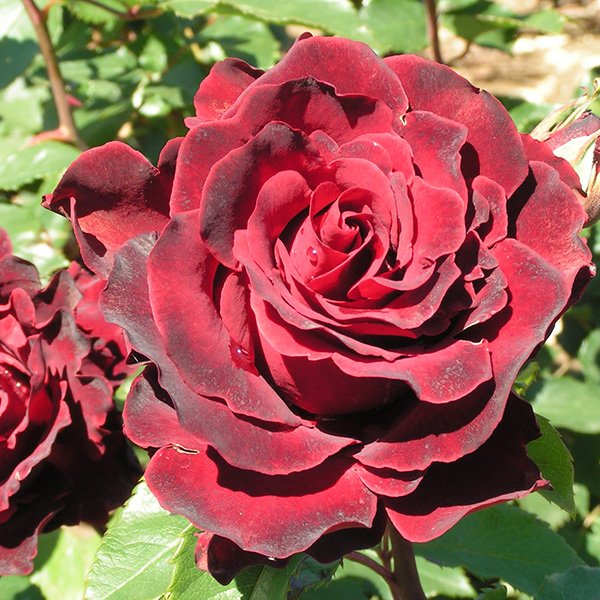 Hommage a Barbara - Red Delbard Rose