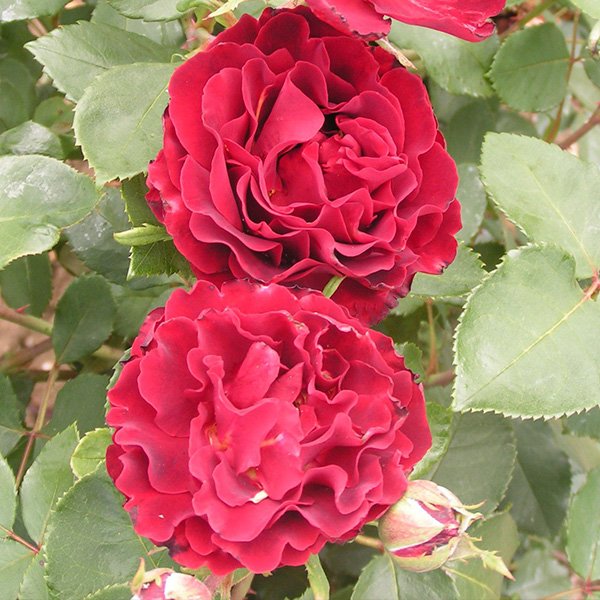 Hommage a Barbara - Red Delbard Rose