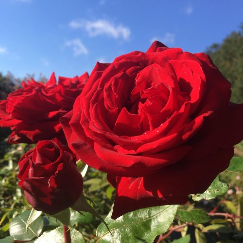 Ingrid Bergman Rose - Red Shrub Rose