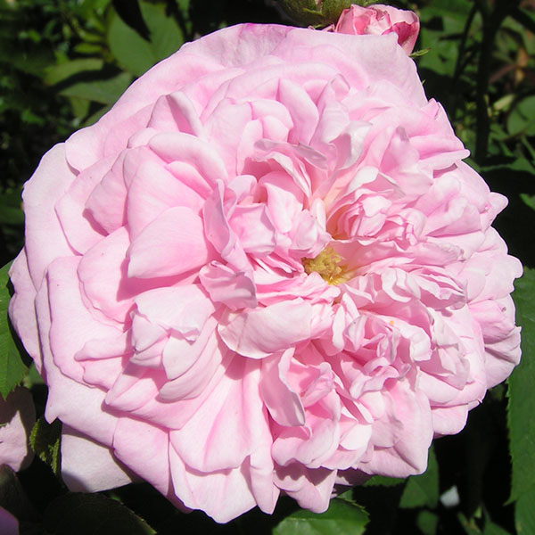 Ispahan - Pink Damask Rose
